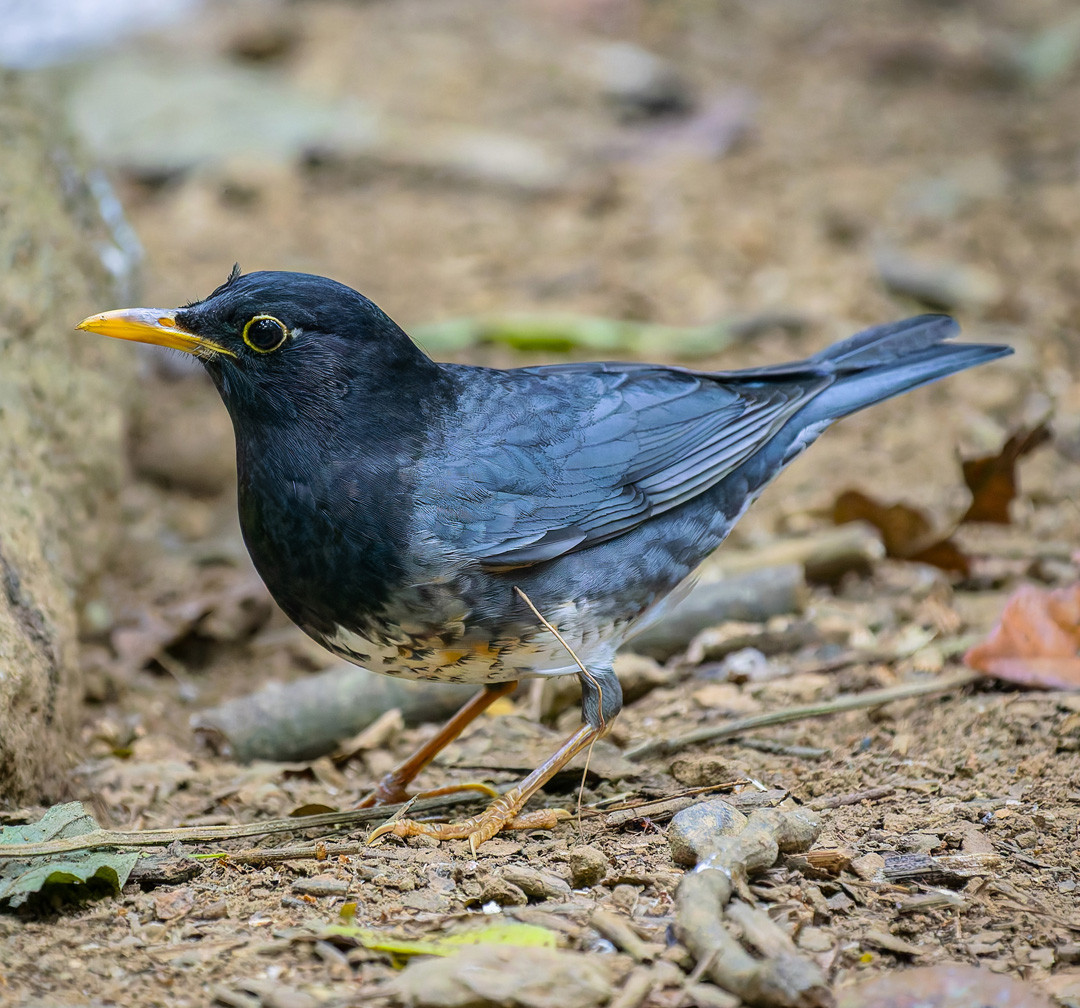 image Japanese Thrush